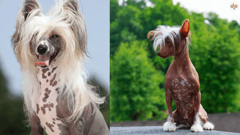 Chinesische Schopfhunde in zwei Farbvarianten braun-weiss weiss-grau