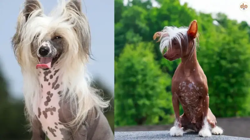 Der Chinesische Schopfhund: Qualzucht oder nicht?