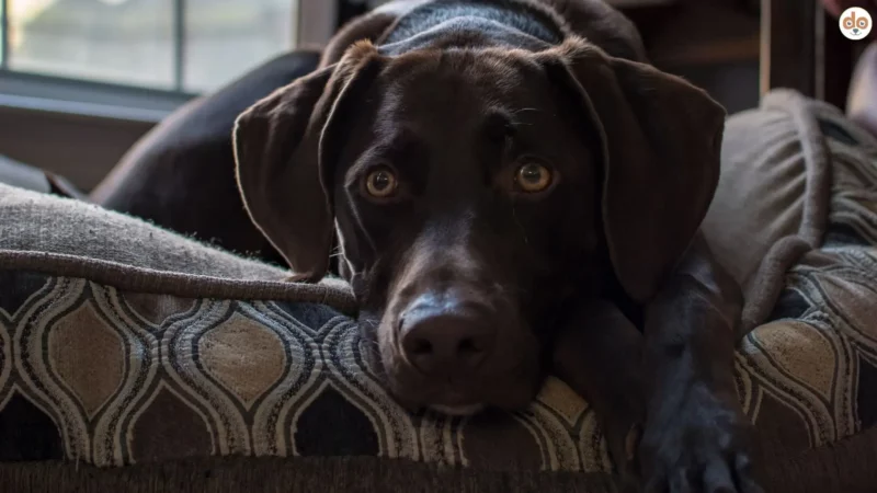 Hund im Büro – Chancen, Regeln & Entspannungstipps