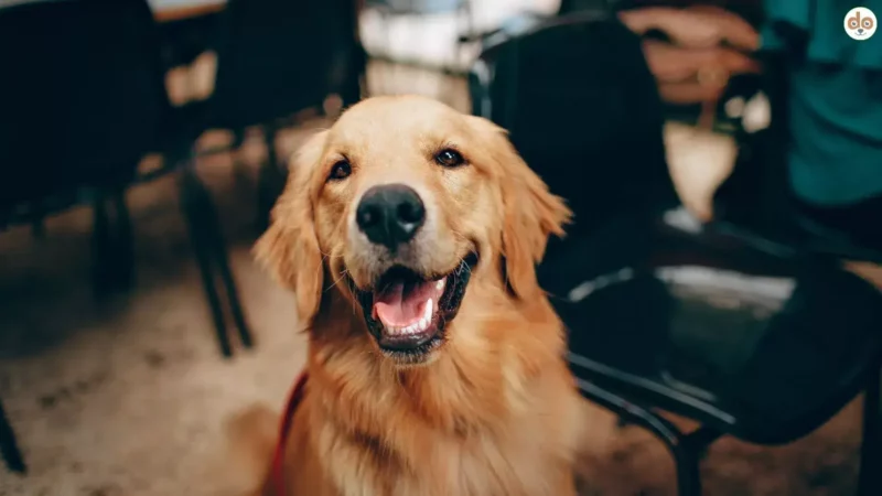 Hund und Emotionale Intelligenz – wie Hunde uns lesen lernen