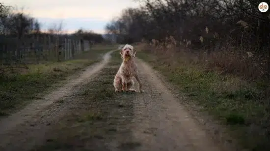 Symbolfoto Rückgaberecht bei Tierheimtieren Hund auf Feldweg
