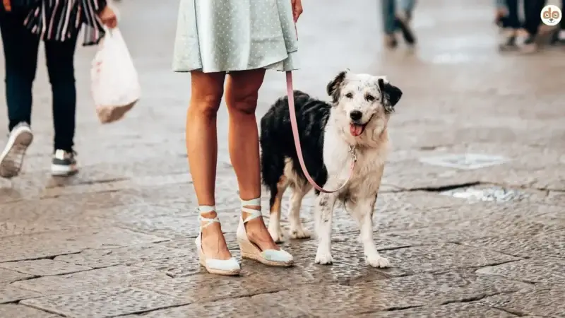 Hund und Stadtleben – Entspannt durch den urbanen Alltag