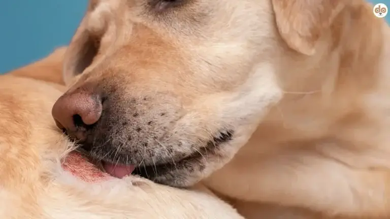 Hund leckt bei Hautallergie