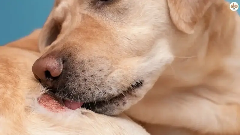 Allergien beim Hund – Symptome, Ursachen & Ernährungstipps