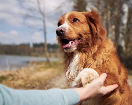Positives Hund Mensch Team beim Hundetraining