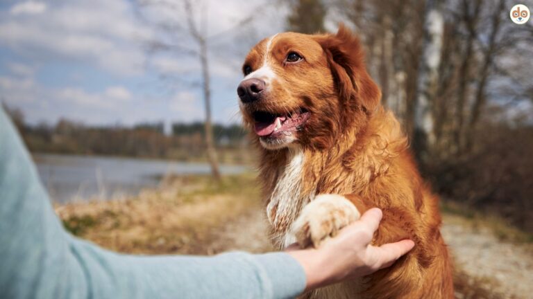 Positives Hund Mensch Team beim Hundetraining
