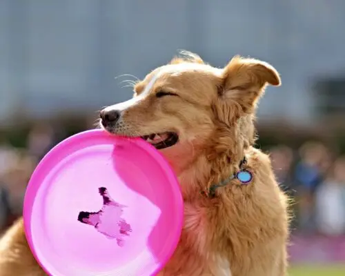 Hund mit Frisbee
