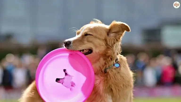 Hund mit Frisbee