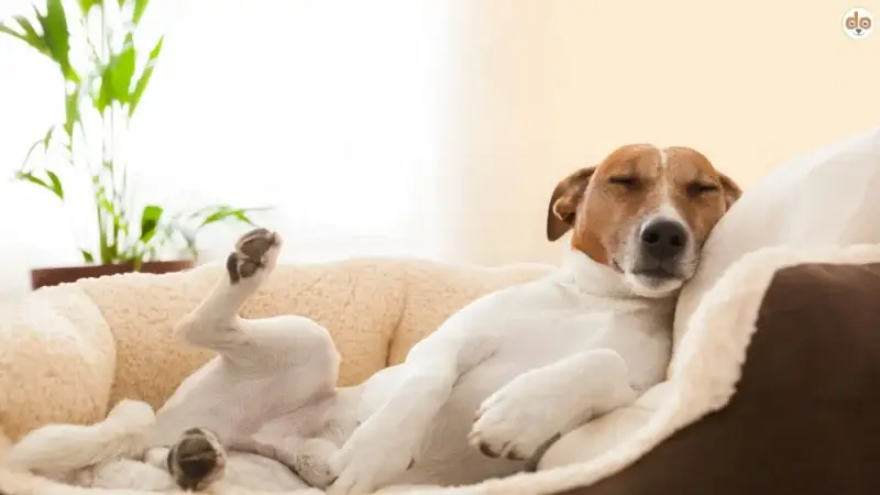Hund und Emotionen – wie Hunde wirklich fühlen