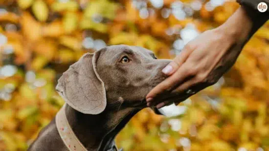 Riechen Geruch Schnuppern Menschenhand Hund Nase