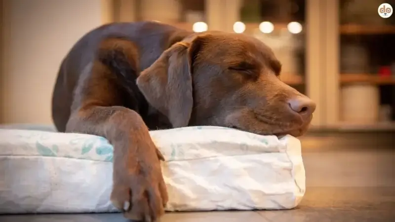 Ruhetraining für Hunde – so findet Dein Hund innere Balance