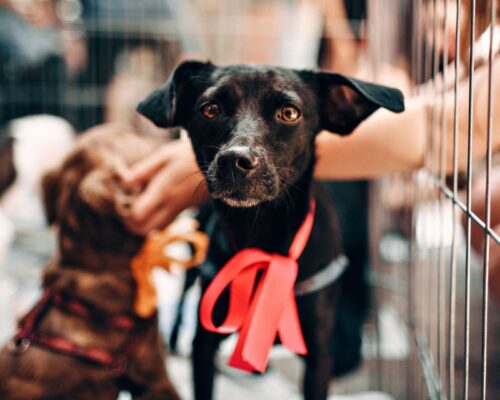 Hundehandel - Hund als Geschenk