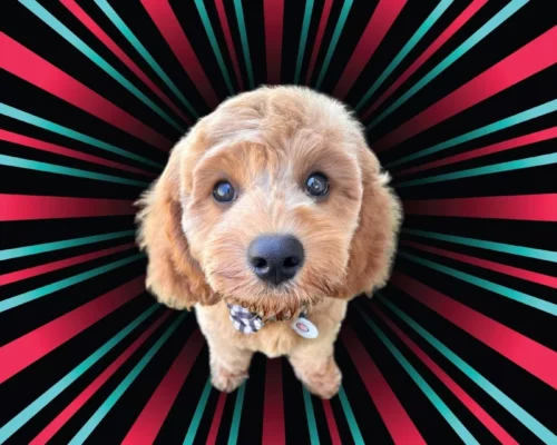 Hundehandel auf TikTok