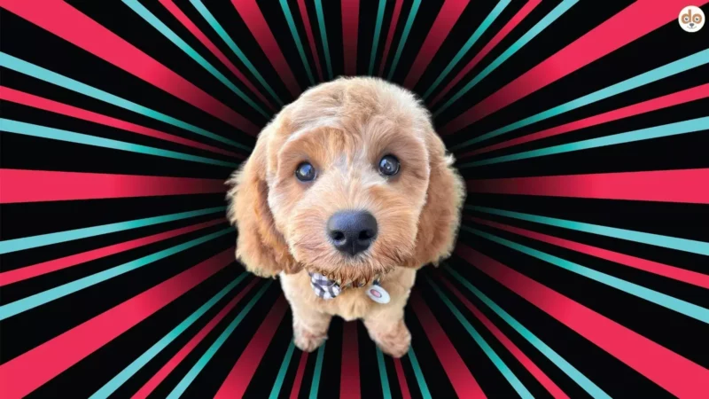 TikTok & Welpenverkauf: Warum du niemals über Social Media einen Hund kaufen solltest