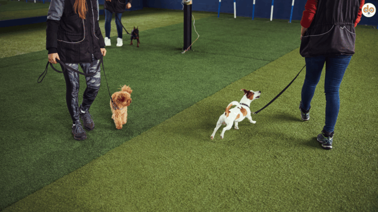Symbolfoto Tierschutzqualifizierter Hundetrainer