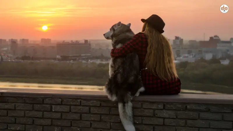 Städtetrip mit Hund – Planung & Tipps
