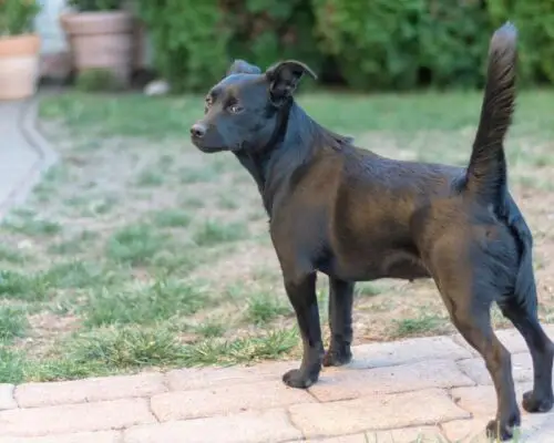 Die Körpersprache des Hundes