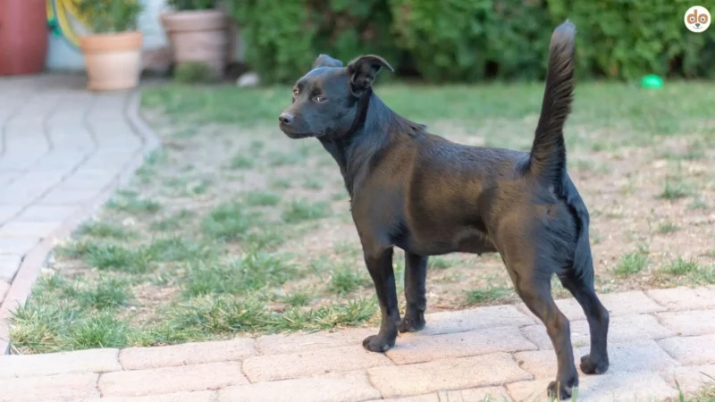 Körpersprache beim Hund – 10 Signale richtig deuten