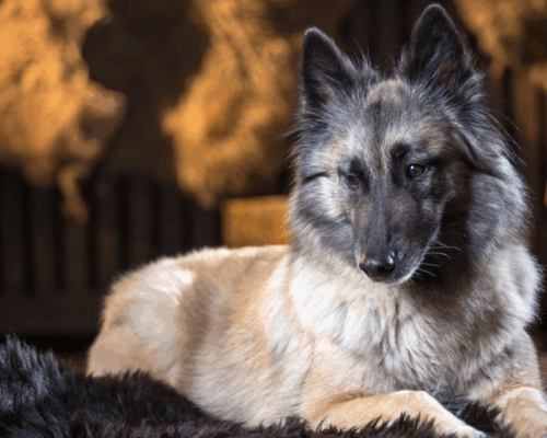 Belgische Schäferhündin Malinois mit guter Hautgesundheit und schönem Fell