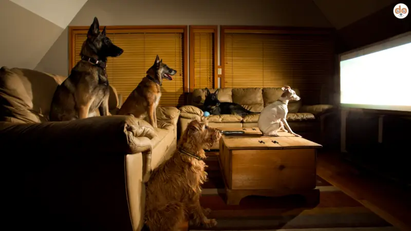 Was sehen Hunde beim Fernsehen?