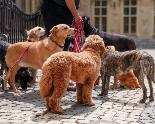 Mehrhundehaltung in der Stadt