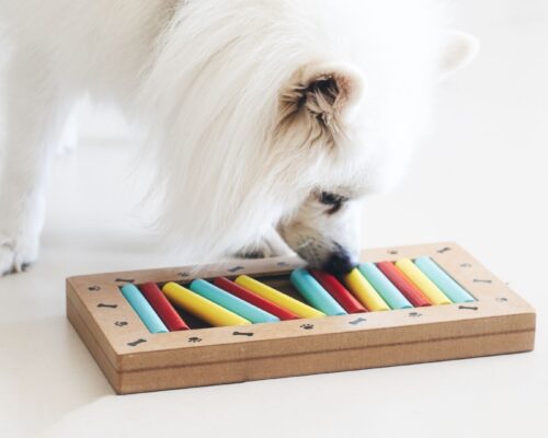 Mentale Auslastung Hund