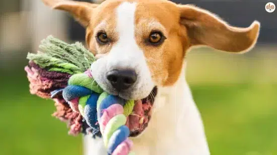 Symbolfoto Spielsucht bei Hunden