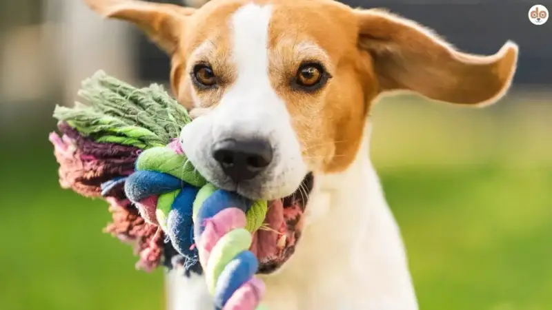„Spielsucht“ bei Hunden? Studie zu suchtartigen Verhaltensweisen beim Spielen