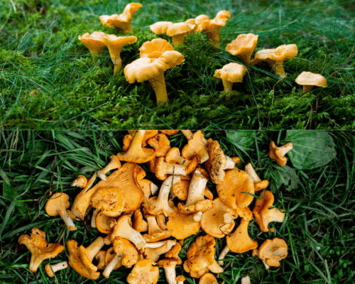 In natura wachsende und gesammelte Pfifferlinge