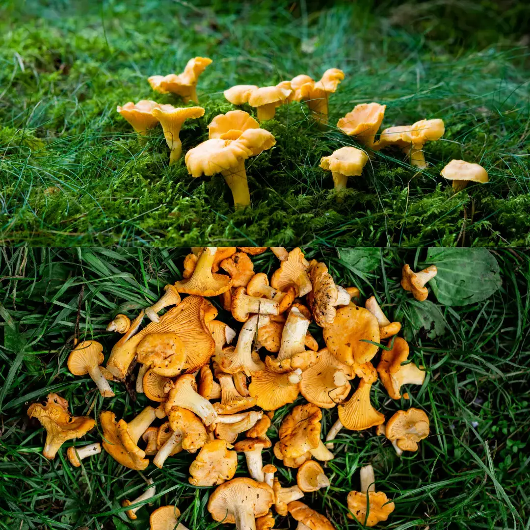 In natura wachsende und gesammelte Pfifferlinge
