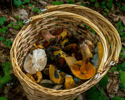 Pilzguide Pilze sammeln im Wald