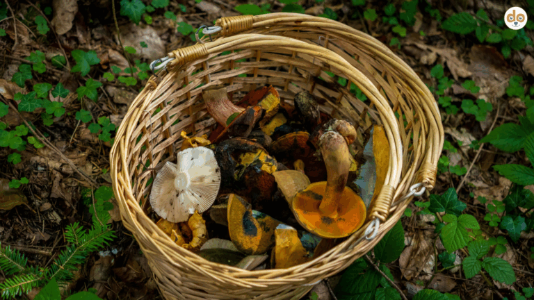Pilzguide Pilze sammeln im Wald