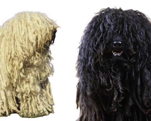 Puli in zwei Farbvarianten weiss und schwarz