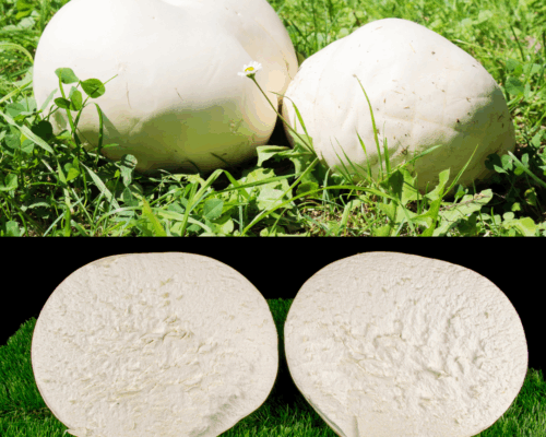 Riesenbovist in natura und halbiert