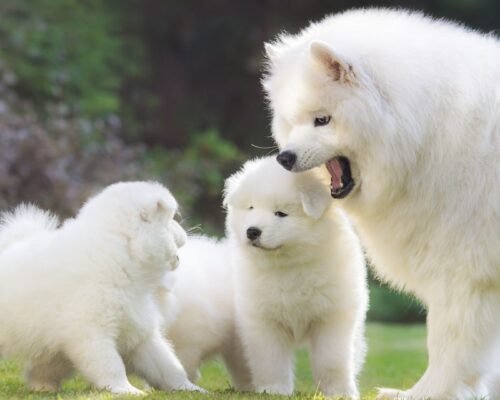 Samojede Mutter kommuniziert mit Welpen - Sozialverhalten