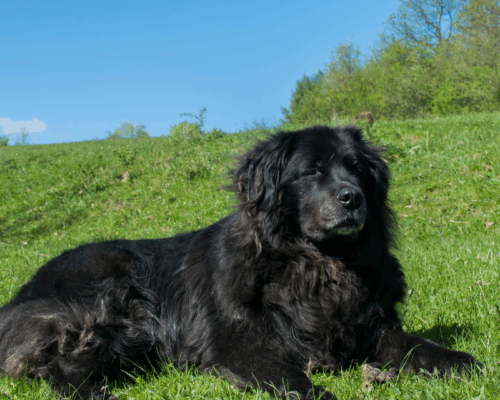 Schwarzer Neufundländer auf Wiese
