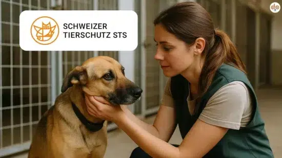 Headerbild für Schweizer Tierschutz