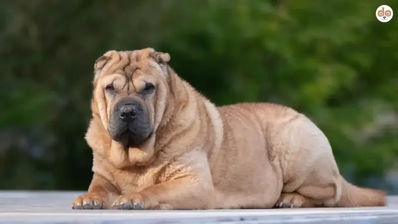 Der Shar Pei: Qualzucht oder nicht?