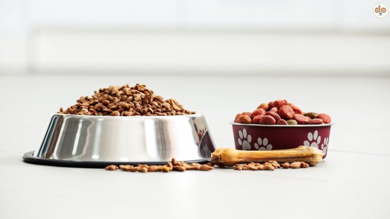 Trockenfutter für Hunde