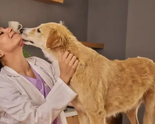 Vertrauensvoller Tierarztbesuch