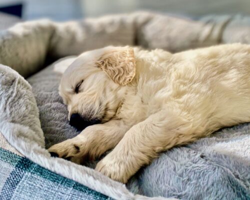 Hundewelpe beim Schlafen in Bettchen