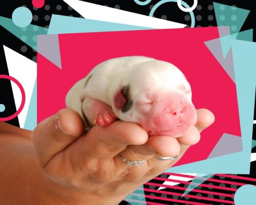 Welpen Baby auf Social Media