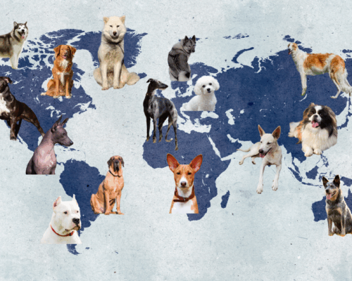 Weltkarte mit verschiedenen Hunderassen zum Welthundetag
