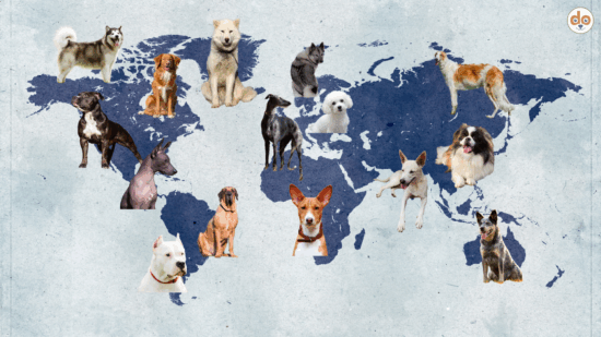 Weltkarte mit verschiedenen Hunderassen zum Welthundetag