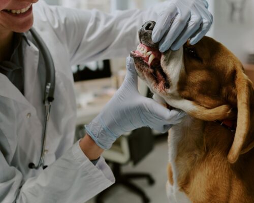 Zahnuntersuchung eines Beagles beim Zahnarzt