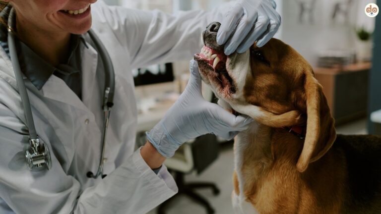 Zahnuntersuchung eines Beagles beim Zahnarzt