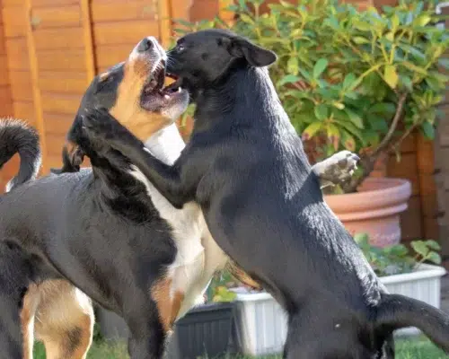 Zwei Hunde kommunizieren