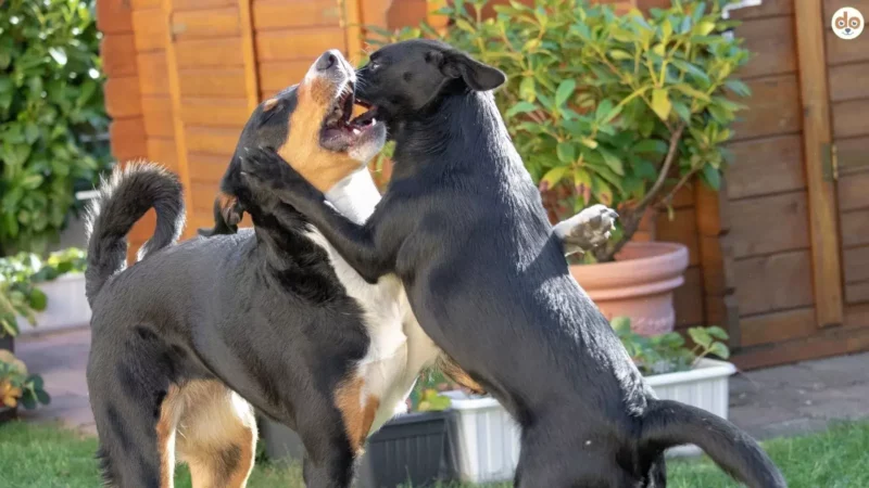 Hund und Kommunikation – Körpersprache verstehen lernen
