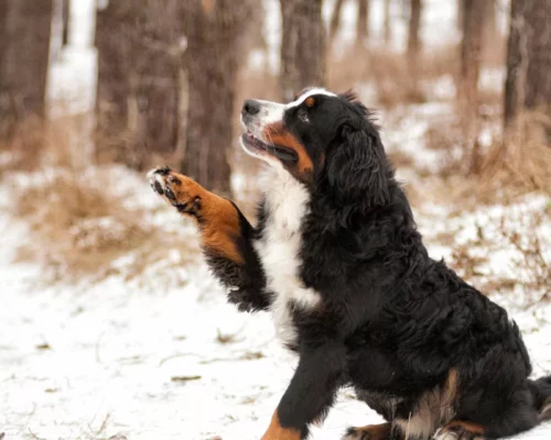 Berner Sennenhund Pfote im Schnee