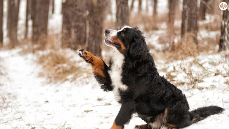 Berner Sennenhund Pfote im Schnee